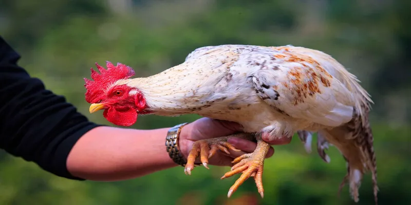 Đá gà miền Tây